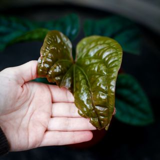 Anthurium luxurians x radicans nr.3