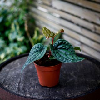 Anthurium luxurians x radicans nr.3