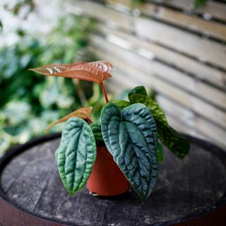 Anthurium luxurians x radicans nr.4