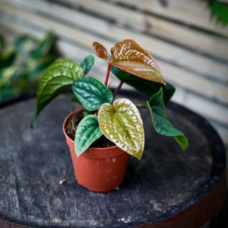 Anthurium luxurians x radicans nr.4