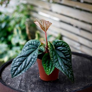 Anthurium luxurians x radicans nr.4