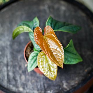 Anthurium luxurians x radicans nr.4