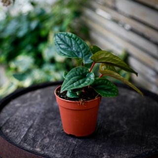 Anthurium luxurians x radicans nr.5