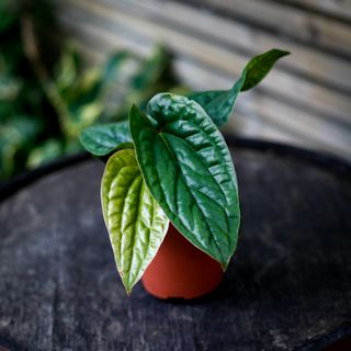 Anthurium luxurians x radicans nr.5