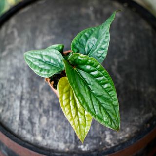 Anthurium luxurians x radicans nr.5