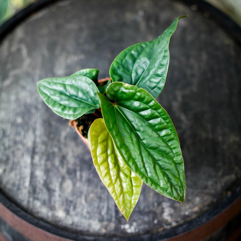 Anthurium luxurians x radicans nr.5