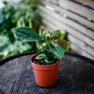 Anthurium luxurians x radicans nr.5