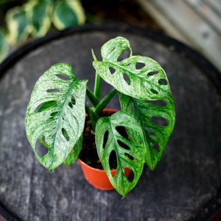 Monstera adansonii 'Mint' nr.1