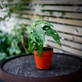 Monstera adansonii 'Mint' nr.1