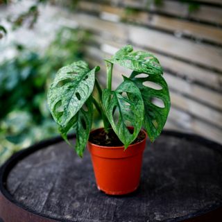 Monstera adansonii 'Mint' nr.1