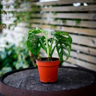 Monstera adansonii 'Mint' nr.1