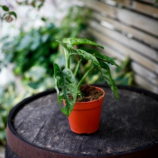 Monstera adansonii 'Mint' nr.2