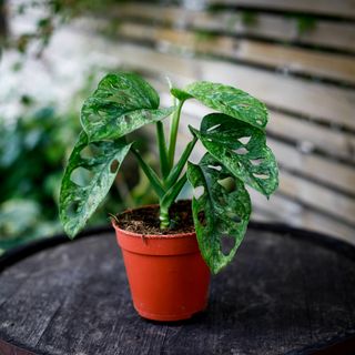 Monstera adansonii 'Mint' nr.2