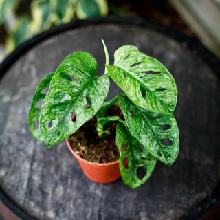 Monstera adansonii 'Mint' nr.2