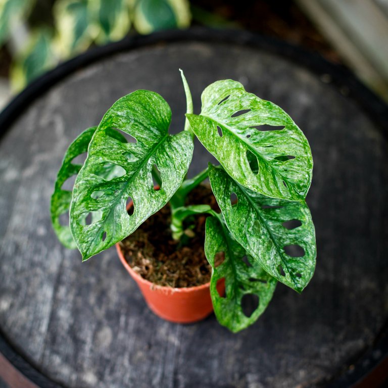 Monstera adansonii 'Mint' nr.2