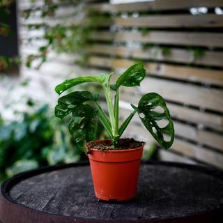 Monstera adansonii 'Mint' nr.2