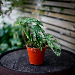 Monstera adansonii 'Mint' nr.3