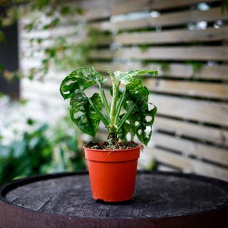 Monstera adansonii 'Mint' nr.3