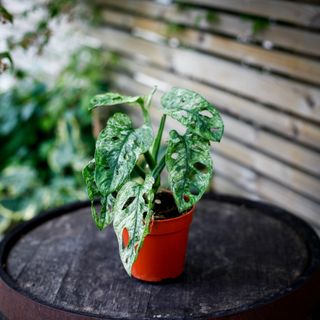 Monstera adansonii 'Mint' nr.3