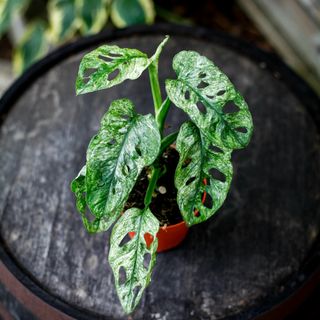 Monstera adansonii 'Mint' nr.3