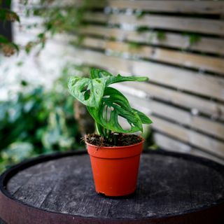 Monstera adansonii 'Mint' nr.4