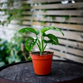 Monstera adansonii 'Mint' nr.4