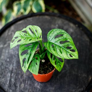 Monstera adansonii 'Mint' nr.4