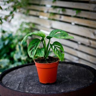 Monstera adansonii 'Mint' nr.4