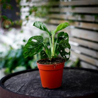 Monstera adansonii 'Mint' nr.6