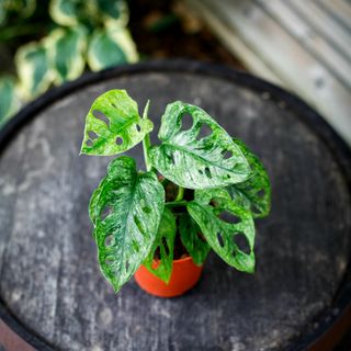 Monstera adansonii 'Mint' nr.6