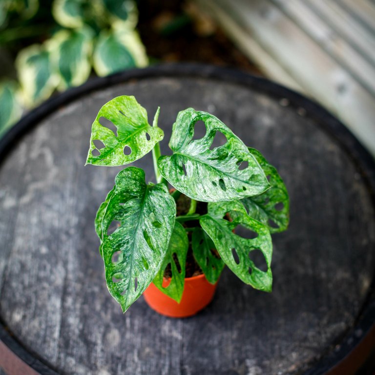 Monstera adansonii 'Mint' nr.6