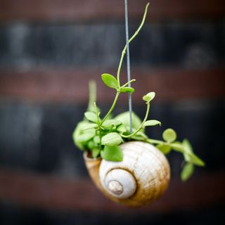 Dischidia pectenoides i snäcka