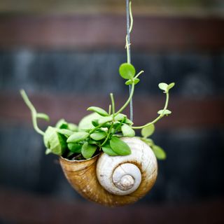 Dischidia pectenoides i snäcka