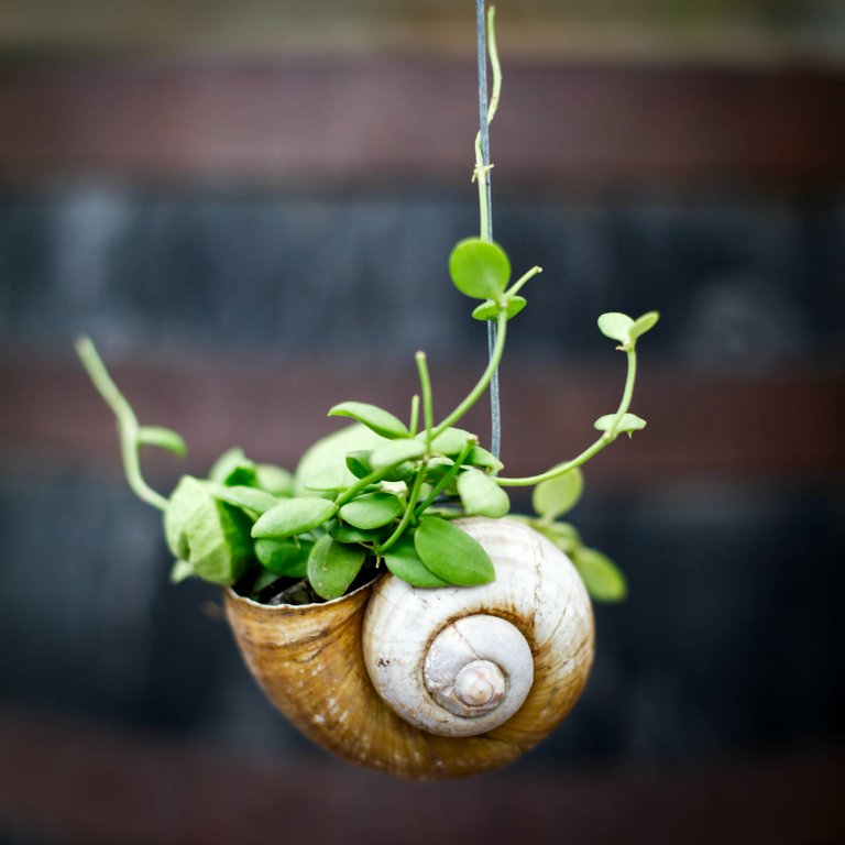 Dischidia pectenoides i snäcka