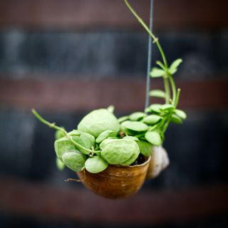 Dischidia pectenoides i snäcka