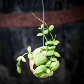 Dischidia pectenoides i snäcka