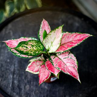 Aglaonema 'Pink Star' 10,5 cm
