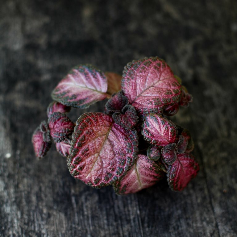 Episcia 'Malayan Gem' 6 cm