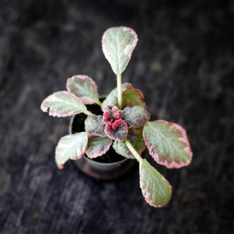 Episcia 'Pink Brocade' 6 cm