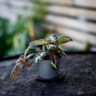 Episcia 'Silver Shield'
