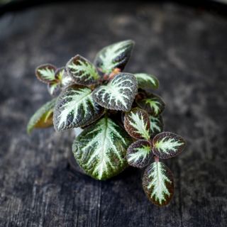 Episcia 'Silver Shield'