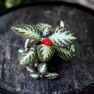 Episcia 'Silver Shield'