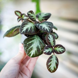 Episcia 'Silver Shield'