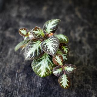 Episcia 'Silver Shield'