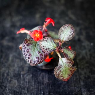 Episcia 'Pink Acajou'
