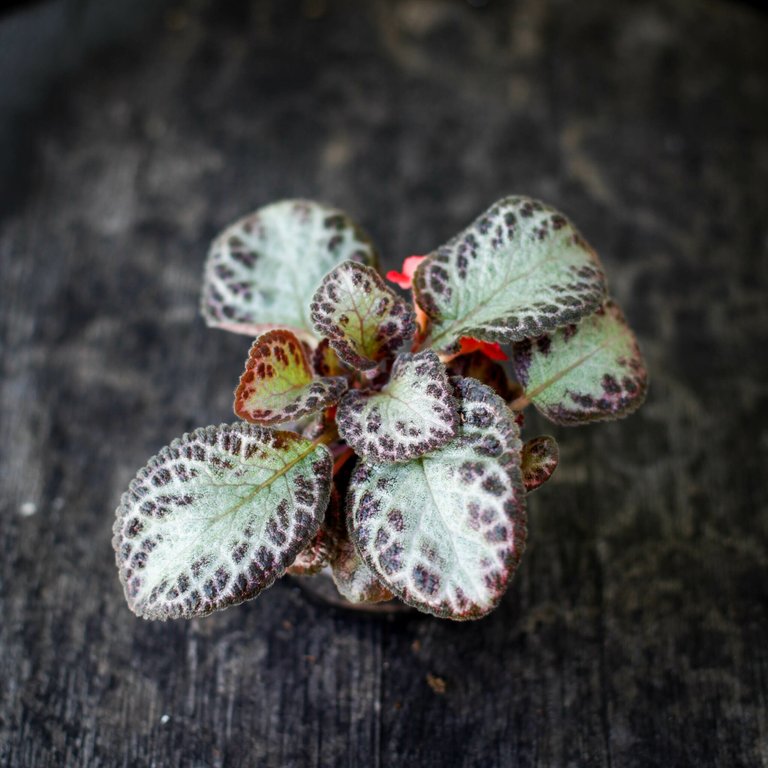 Episcia 'Pink Acajou' 6 cm