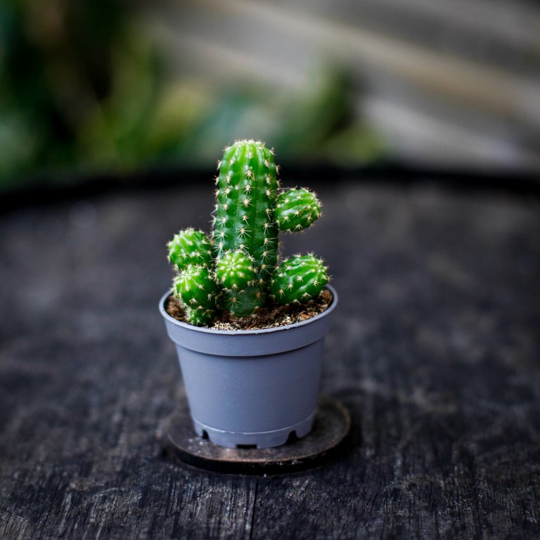 Euphorbia suzannae 6 cm