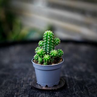 Euphorbia