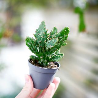 Opuntia monacantha 'Variegata'