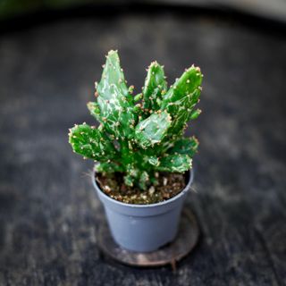 Opuntia monacantha 'Variegata'